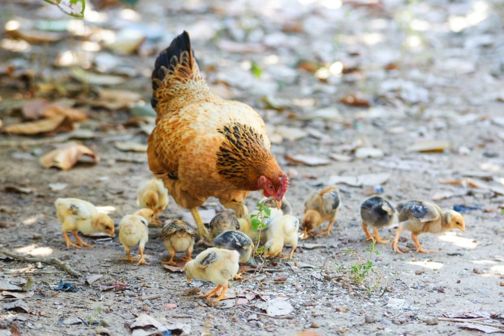 Why Do Chickens or Hens Eat Their Own Eggs And How To Prevent Them Egg Encyclopedia