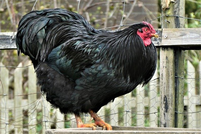 Australorp-Chicken