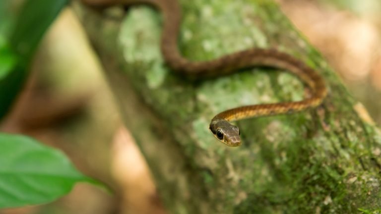 Barbados Thread Snake – World’s Smallest Snake – Egg Encyclopedia