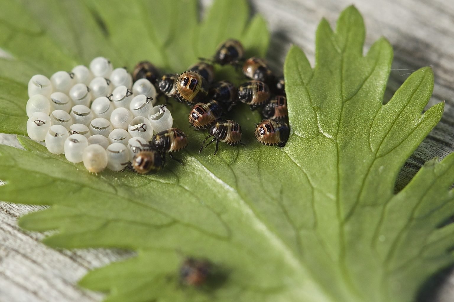 egg-laying-insects-in-the-world-egg-encyclopedia