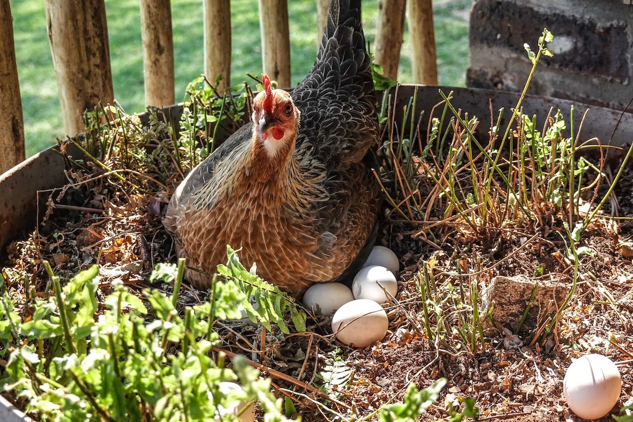 Top Egg Laying Chicken Breeds