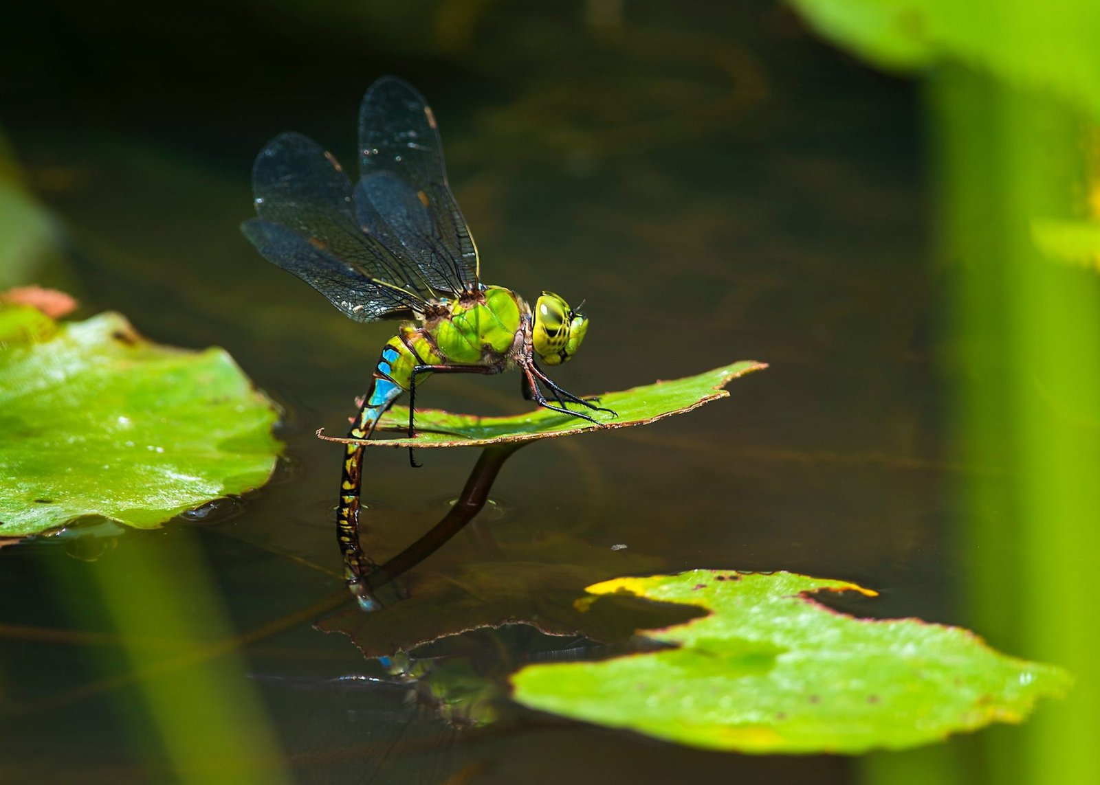 Insects That Lay Eggs In The Water – Egg Encyclopedia