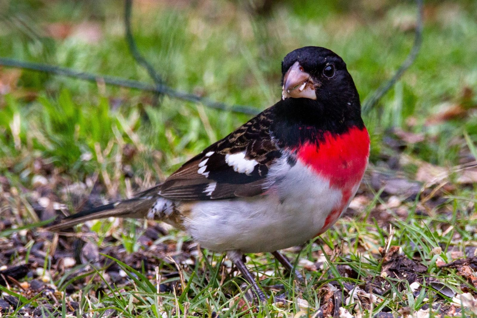 rose breasted grosbeak