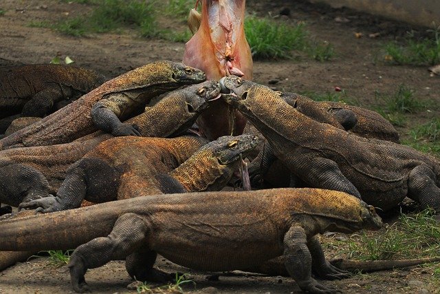 Do Komodo Dragon Lay Eggs All About Komodo Dragons Egg Encyclopedia