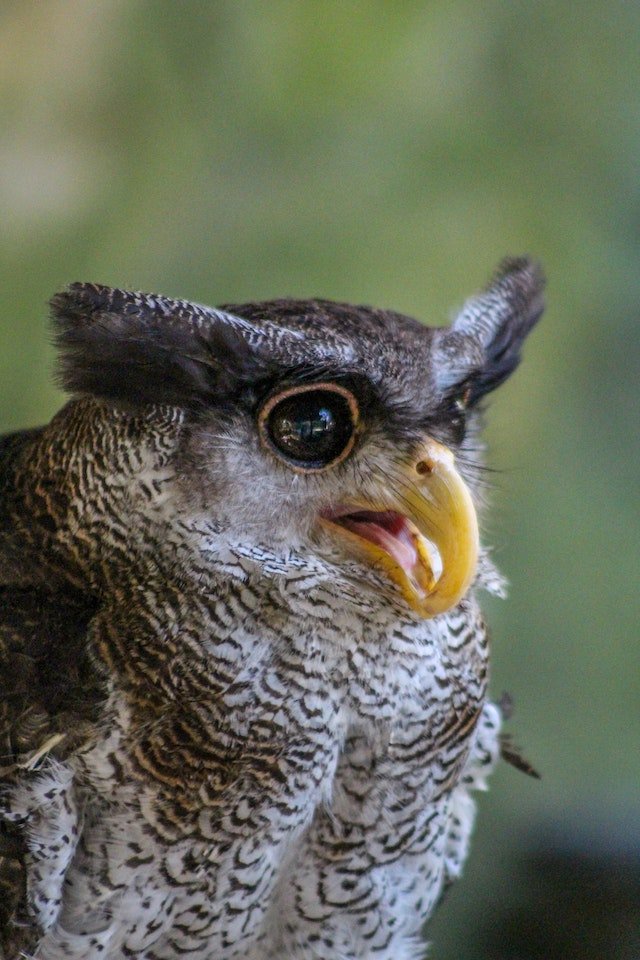 Blakiston fish owl