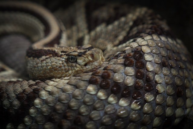 Bushmaster snake