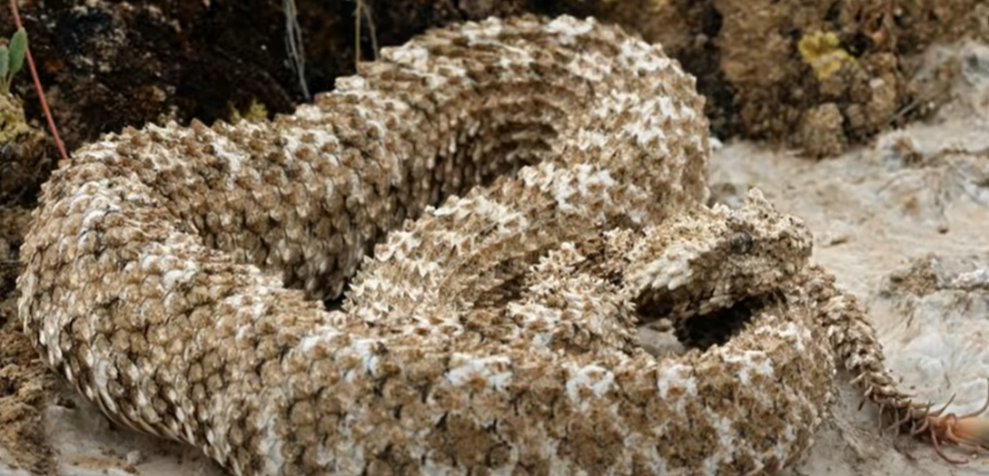 Spider Tailed Horned Viper