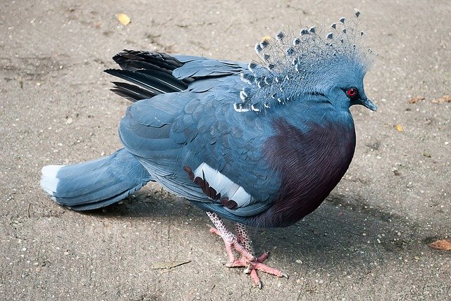 Victoria Crowned Pigeon: