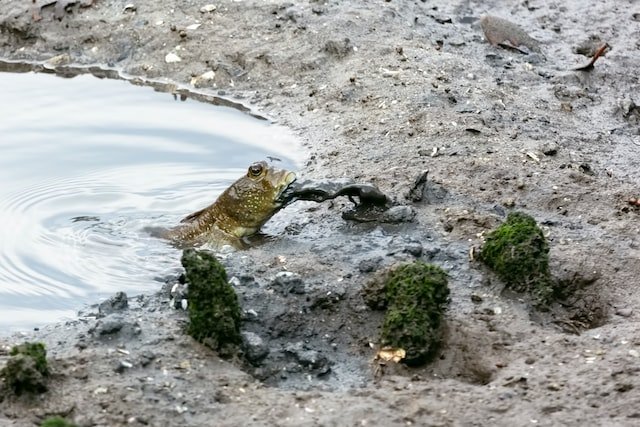 do mudskipper lay eggs?