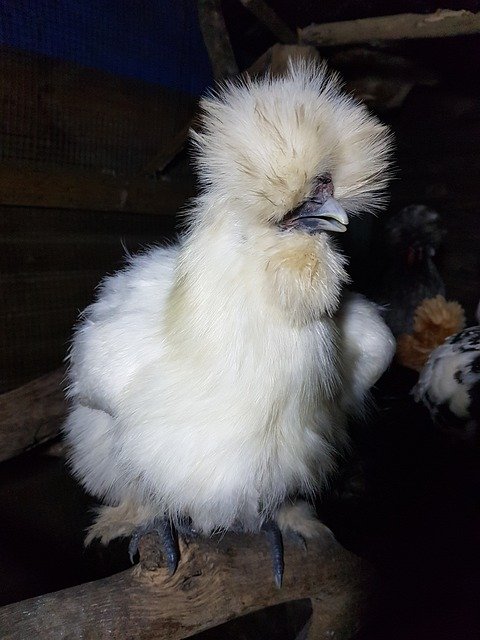 best feed for silkie chicken